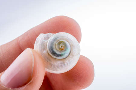 Hand holding Beautiful sea shell on a white backgroundの写真素材