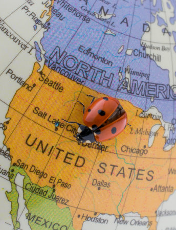 Ladybug walking on a little colorful model globeの写真素材