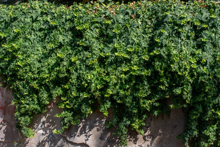 Leaves  as floral plant nature background  texture