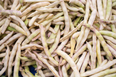 Fresh beans in white plastic sacks in the viewの写真素材