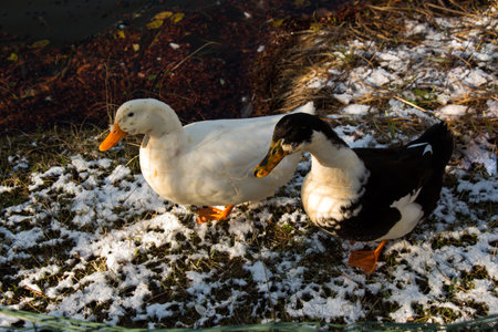 Lonely ducks are by the side of the pondの写真素材