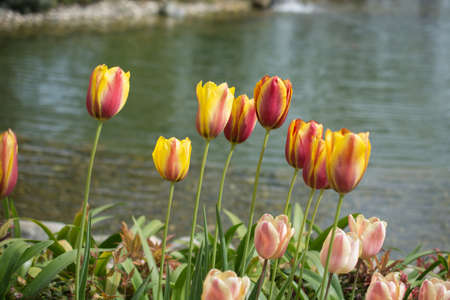 Beautiful tulips flower for postcard beauty concept designの写真素材