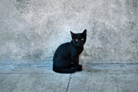 Portrait of  a lovely kitten as domestic animal in view
