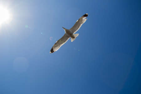 Single seagull flying in a blue sky as a backgroundの写真素材