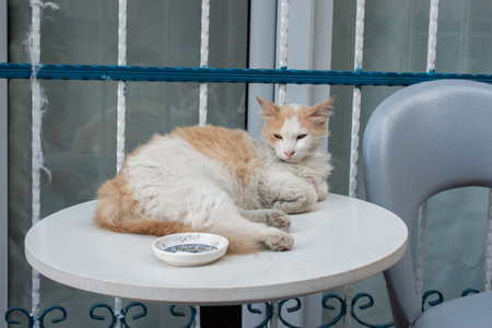 Portrait of  a lovely kitten as domestic animal in viewの写真素材