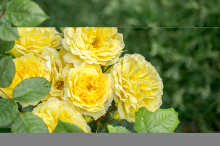 Blooming beautiful bunch of roses in spring garden