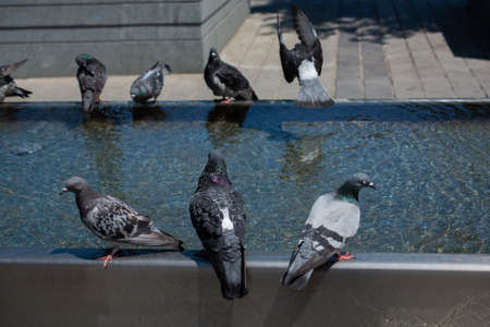 Thirsty pigeons drink water on a hot day at the fountainの写真素材