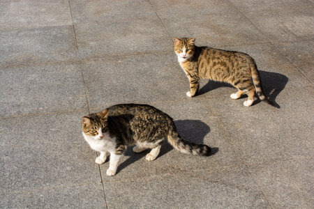 Portrait of  a lovely cat as domestic animal in viewの写真素材