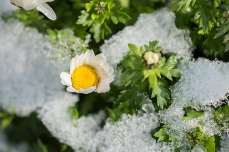 Early flowers oof the spring under snow in a gardenの写真素材