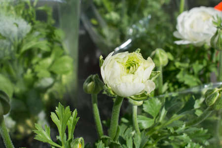 Blooming beautiful colorful natural flower in viewの写真素材