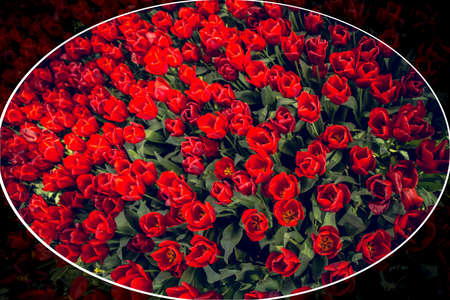 Beautiful tulip flowers for postcard beauty design. Tulip wallpaper. tulip design. . Tulips on a dark background. Isolate Banner. copyspaceの写真素材