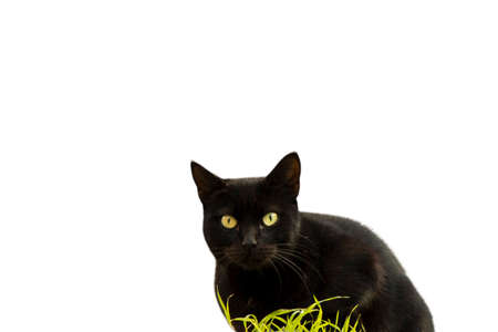 Cat pictures, cat eyes, cute cat, innocent cat pictures, close-up cat pictures, photography of cats.の写真素材