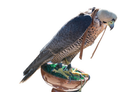 Trained falcon as wildlife, reenactment and hunting concept