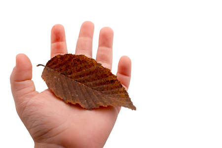 Dried leaves isolated on dark background.. Beautiful dry Green Leaves.の写真素材