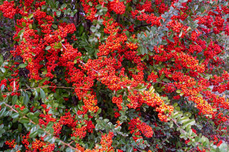 A branches of rowan with red berries.  Autumn and natural background.の写真素材