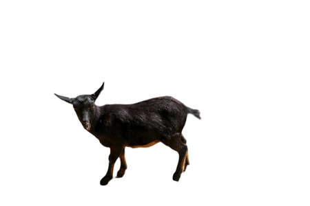 isolated  goat on whiteの写真素材