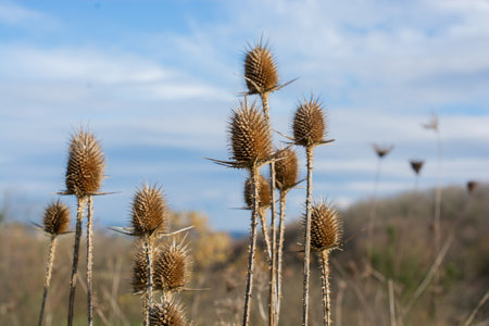 Dry Dipsacus Sativus flowerhead in winter.の写真素材