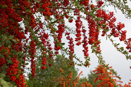 A branches of rowan with red berries.  Autumn and natural background.