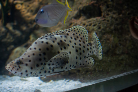Beautiful colorful fish swims in the aquarium environment