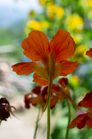 Blooming beautiful colorful fresh natural flower in viewの写真素材