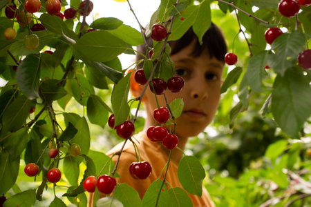 Little boy is picking ripe cherries from a tree in a garden.の写真素材