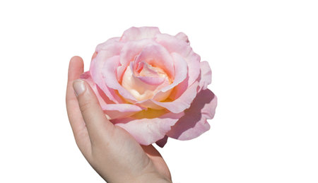 Pink Rose flowers in hand  for the holiday, bokeh, macro, floral background.  romantic space for textの写真素材