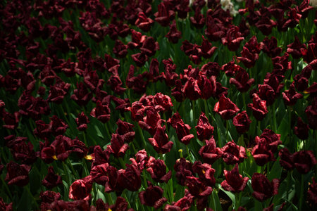 Blooming tulips  flowers in  as  floral plant  backgroundの写真素材