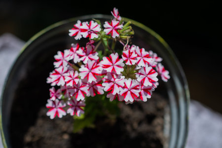 Pots with blooming flowers. Beautiful flowers in pot. Gardening, nature concept. House decoration.