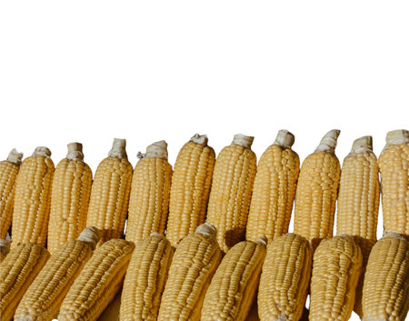 Ears of Sweet corn isolated on white background.の写真素材