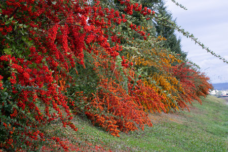 A branches of rowan with red berries.  Autumn and natural background.