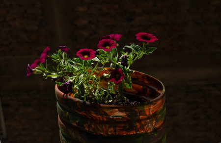Pots with blooming flowers. Beautiful flowers in pot. Gardening, nature concept. House decoration.の写真素材