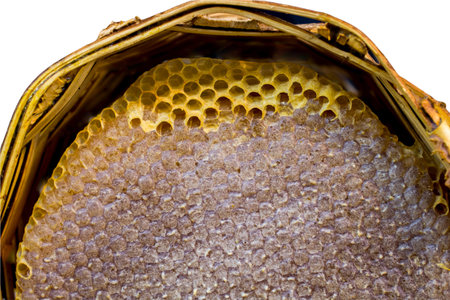Honeycomb from bee hive filled with honey,  Organic product theme