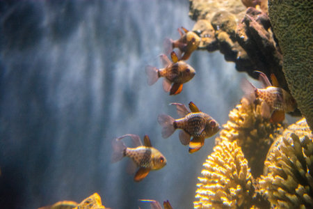 Beautiful colorful fish swims in the aquarium environmentの写真素材