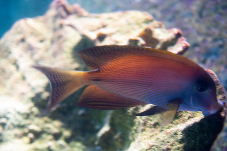 Beautiful colorful fish swims in the aquarium environmentの写真素材