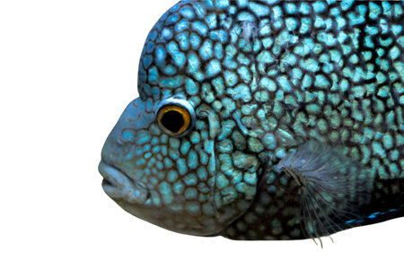 Colorful  fish of sea aquarium isolated on white backgroundの写真素材