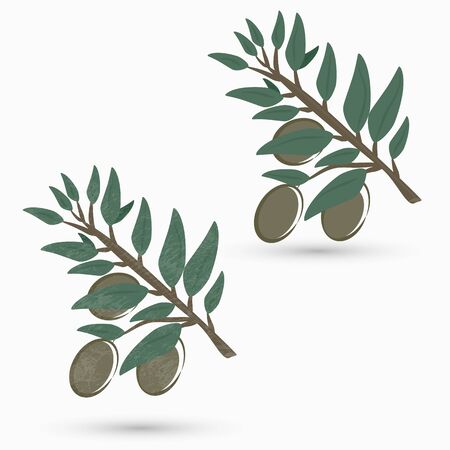 Olive branchのイラスト素材