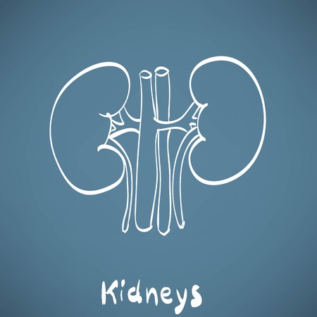 kidney anatomy chalk painted on the chalkboard medicineのイラスト素材