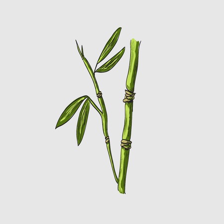 Bamboo Sketchのイラスト素材