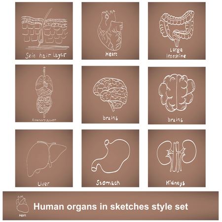 human organs in sketches style setのイラスト素材