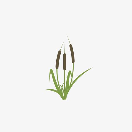 Reeds and cattail plant isolated on white backgroundのイラスト素材