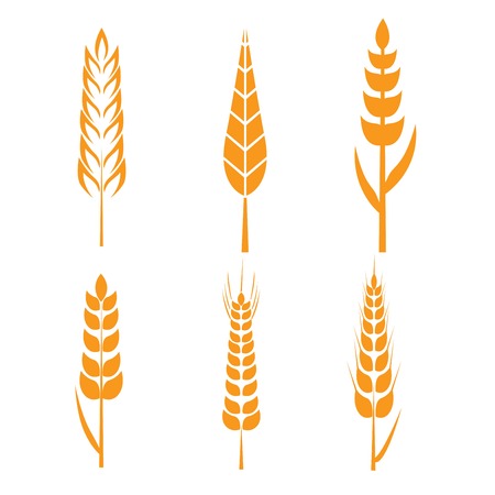 wheat ears icons set. Ear and organic wheatのイラスト素材