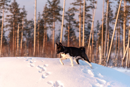 Dog husky breed walks in winter snowy forest on a sunny afternoon Serious male husky leader looks like a wolf snow falls on his head and shines frostの写真素材