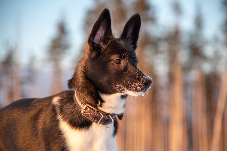 Dog husky breed walks in winter snowy forest on a sunny afternoon Serious male husky leader looks like a wolf snow falls on his head and shines frostの写真素材