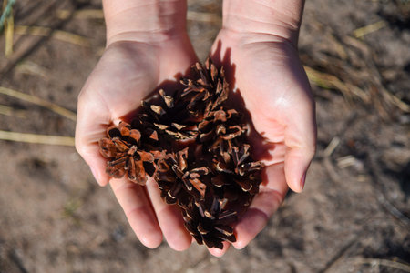 Pine spruce cones in hand close-up. Shallow depth of field. Beautiful pine cones close-up.