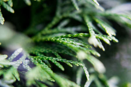 Beautiful textured green thuja branchesの写真素材