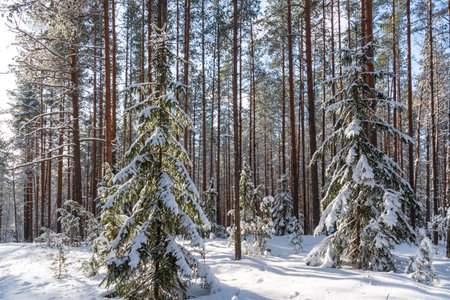 Majestic winter landscape. frosty pine tree under sunlight at sunset. christmas holiday concept,...