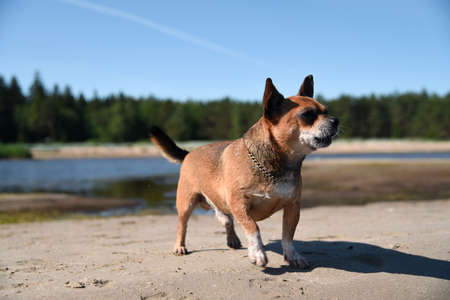 Dog plays and runs on the beach in the sea water of the Gulf of Finlandの写真素材