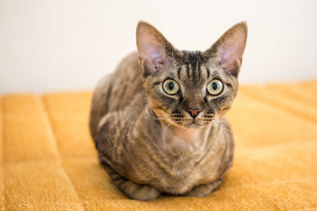 Devon rex
