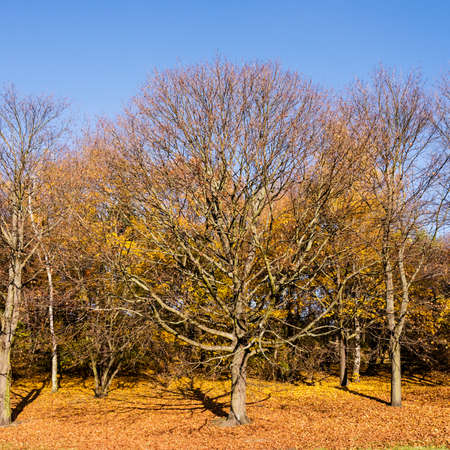 tree in a park in late autumn, blue skyの写真素材