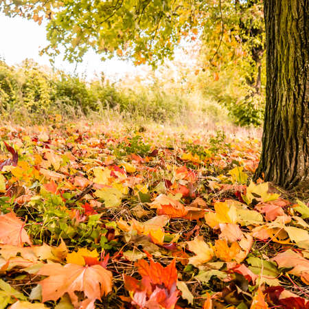 some autumn leaves around a tree in autumnの写真素材